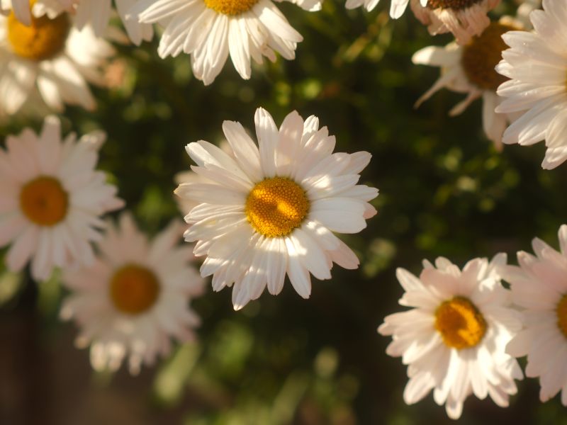 






  

Le printemps, enfin !
  


