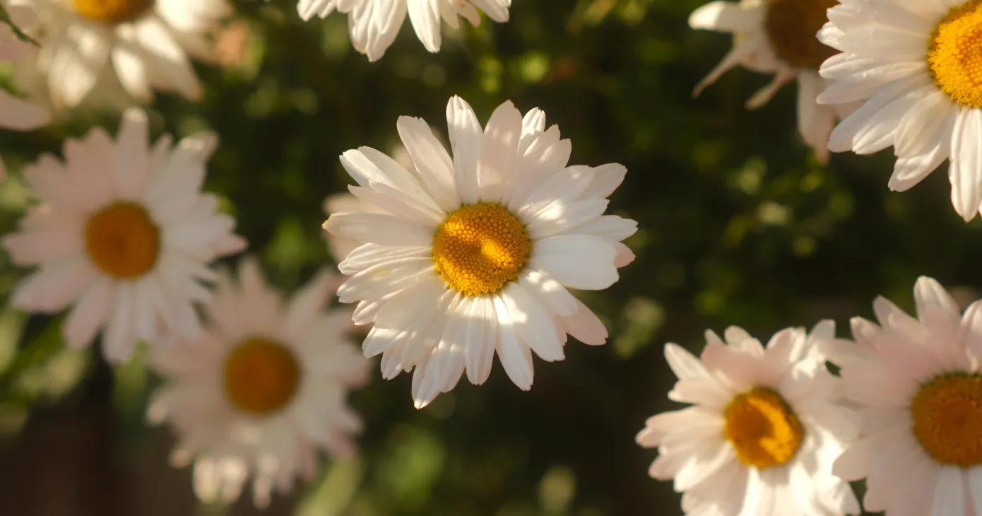 Printemps